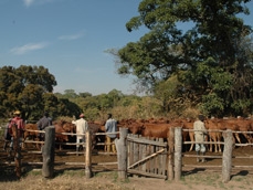  In Biano bezoeken we een belgische ranch met duizenden koeien