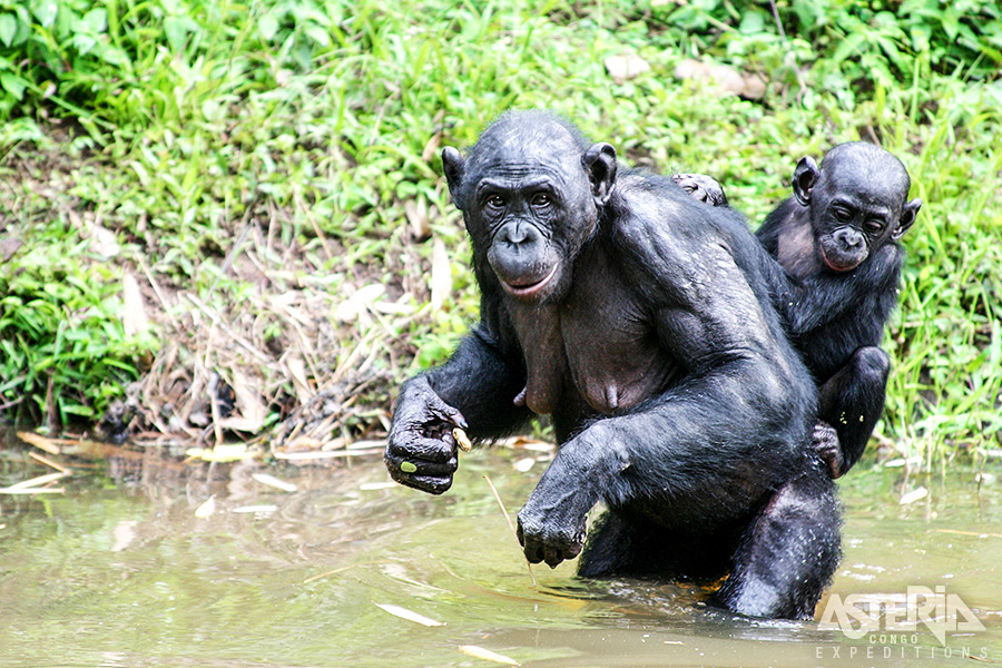 Nog een hoogtepunt van de trip: een ontmoeting met bonobo's