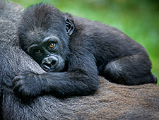 Gorilla trekking in Rwanda & RD Congo | 12 dagen