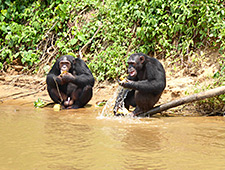 In Papaye France bezoeken we een opvangcentrum voor verweesde chimpansees